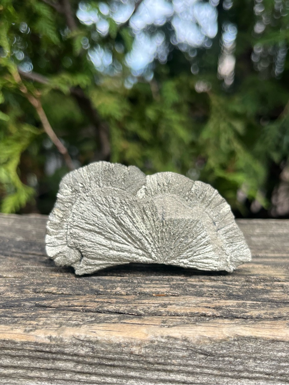 Pyrite Sun Slice